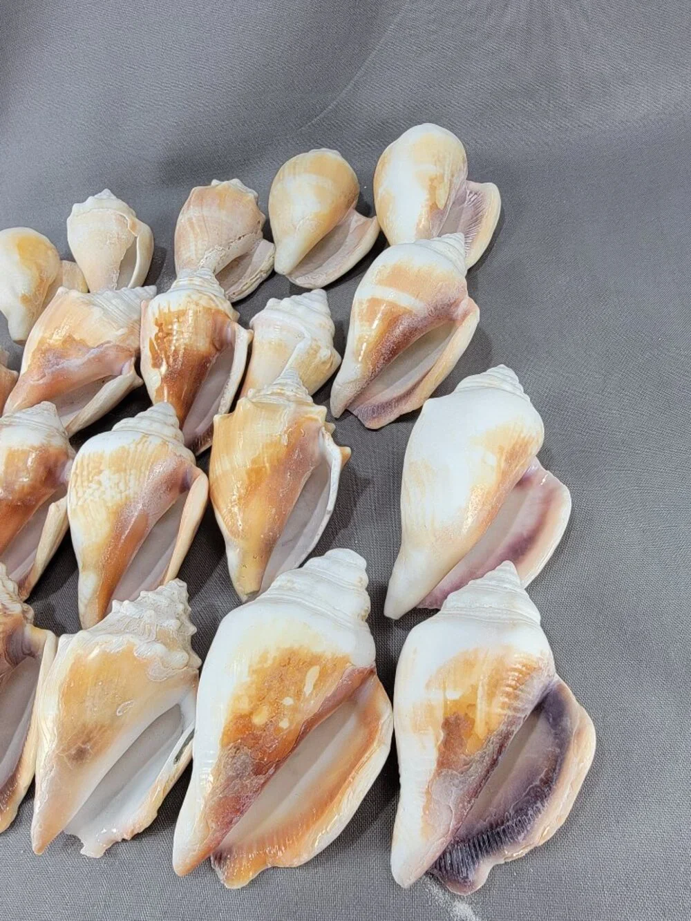 Conch Shell Seashell Lot of 20 Nautical Beach Ocean Decor Crafts